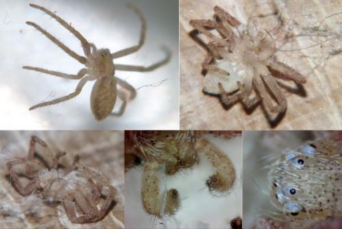 Philodromus sp.